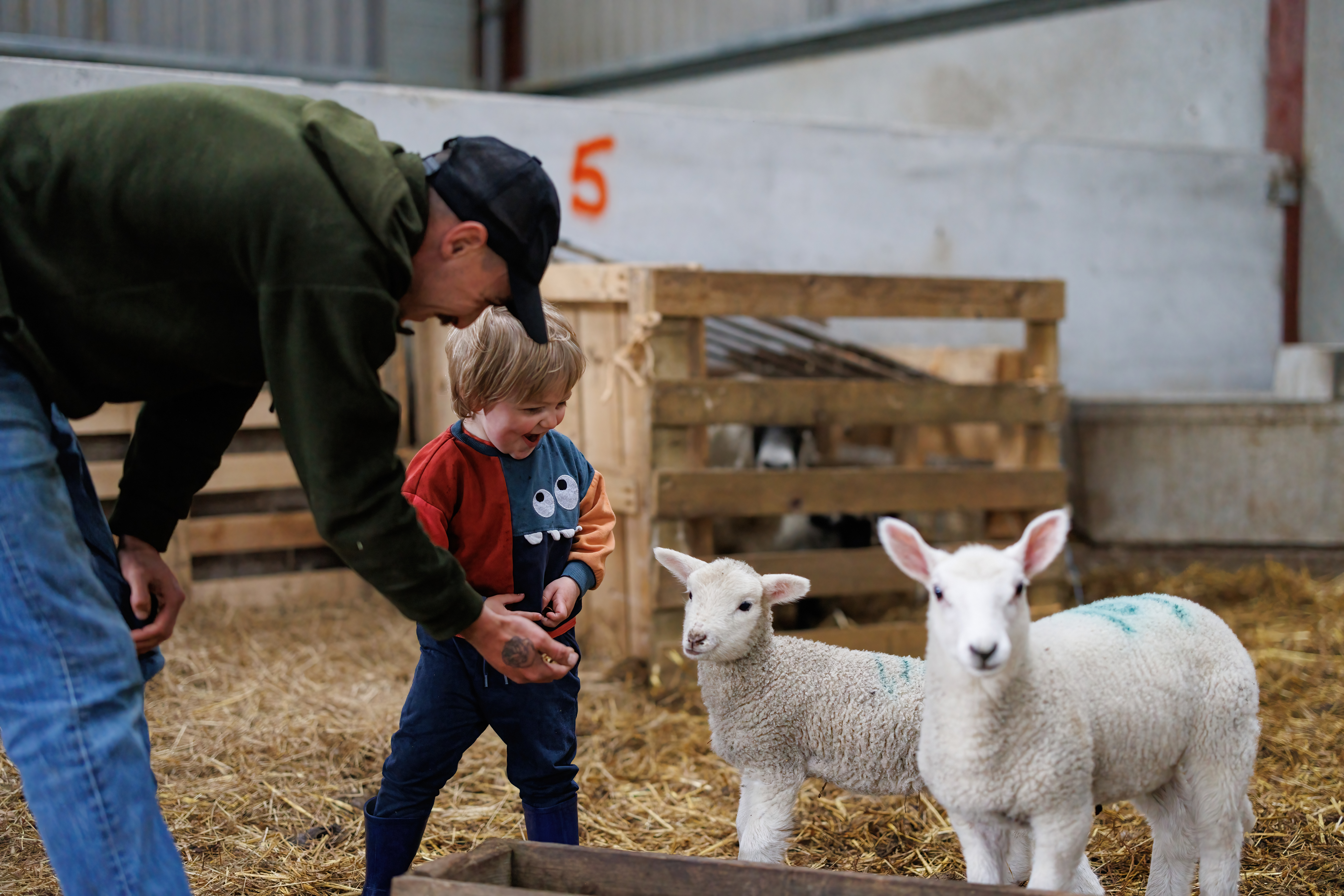 Child smiles gleefully at baby lambs