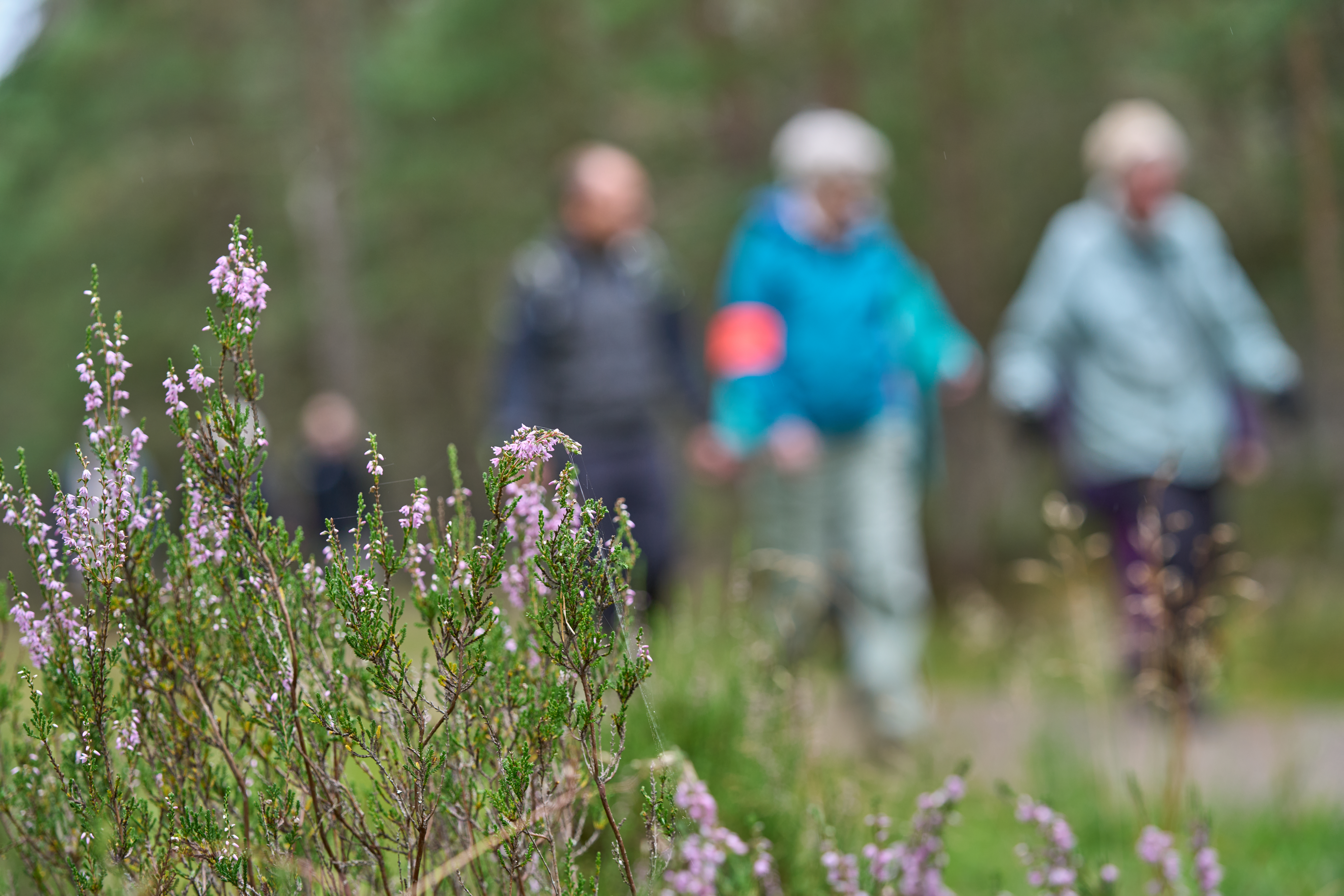 A close up of vegetation with blurred walkers in the background