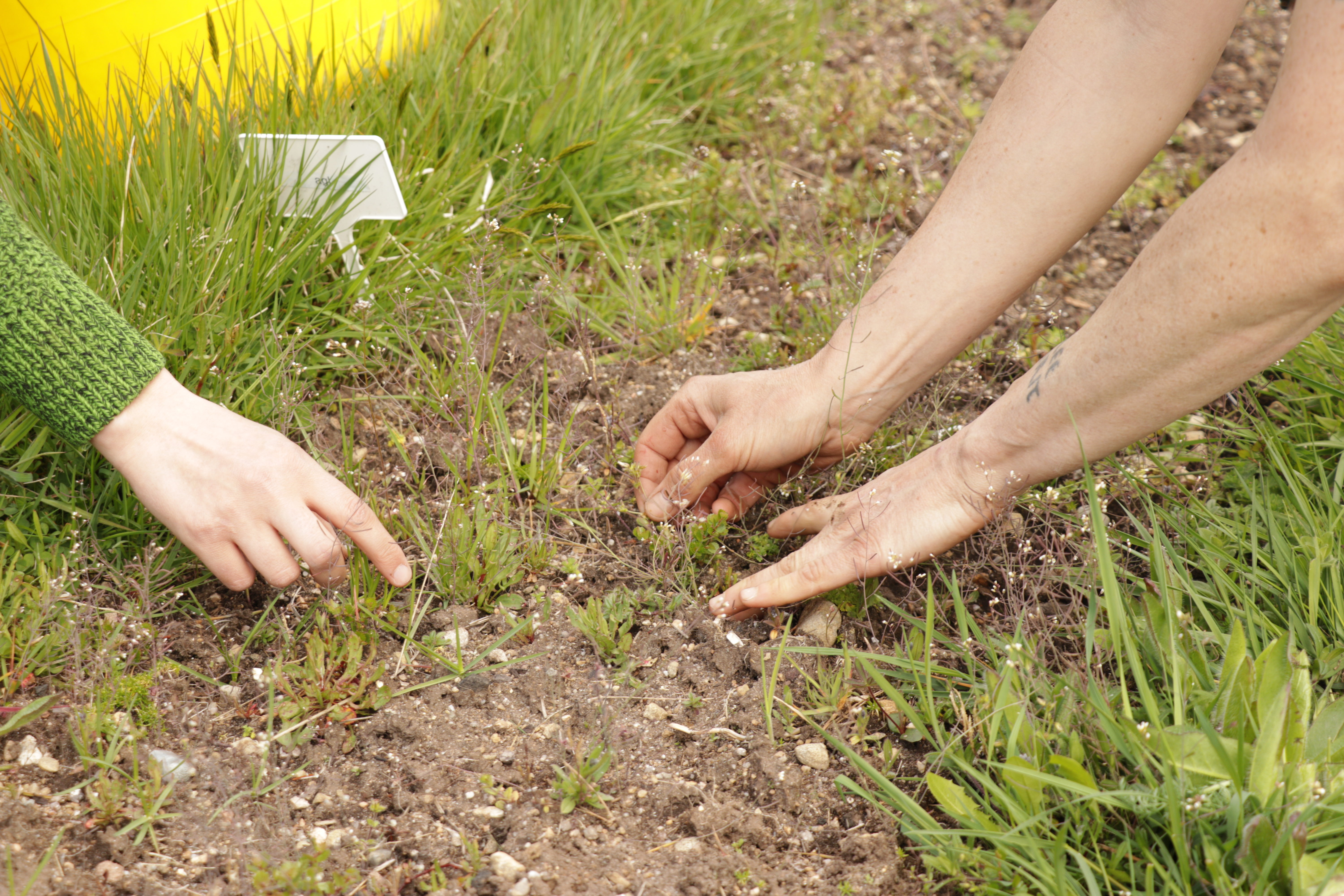 Two pairs of hands in the mud with delicate plants