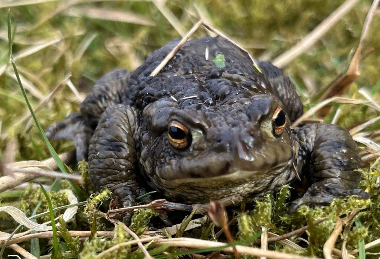 Close up photo of a toad in the grass