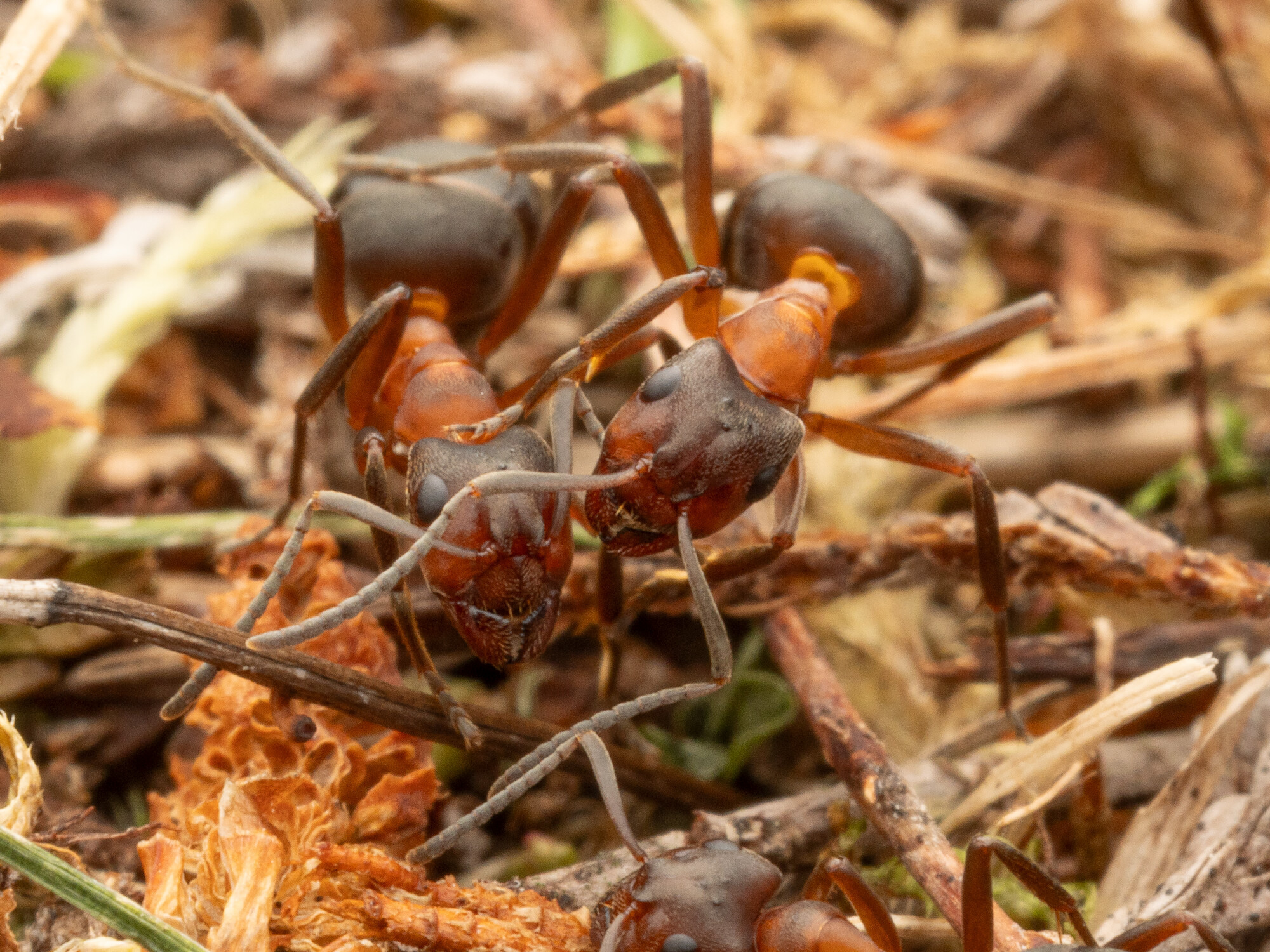 Close up of two narrow headed ants on a nest