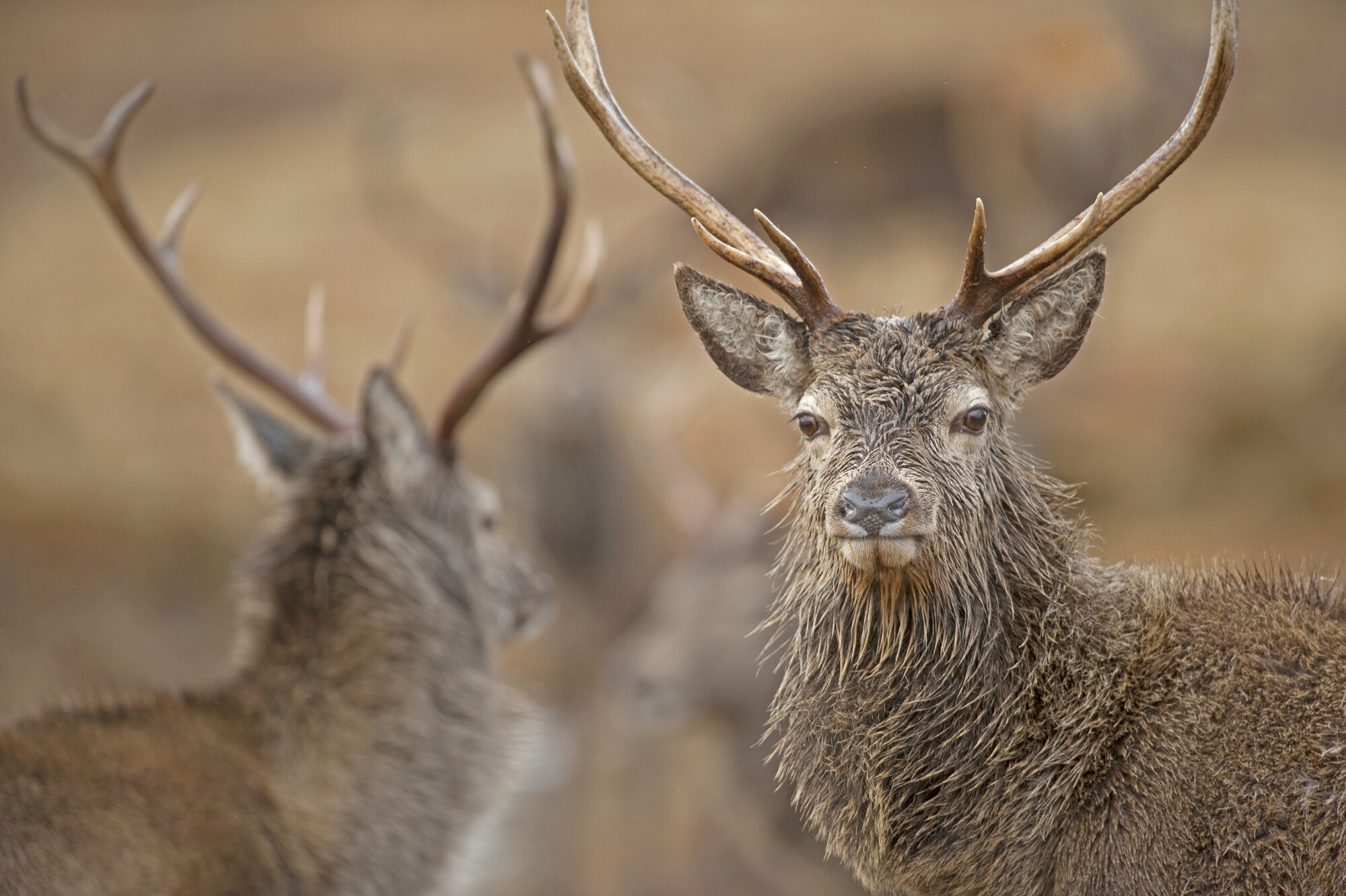 Two red deer stag, one looking at the camera, the other in the background looking away.