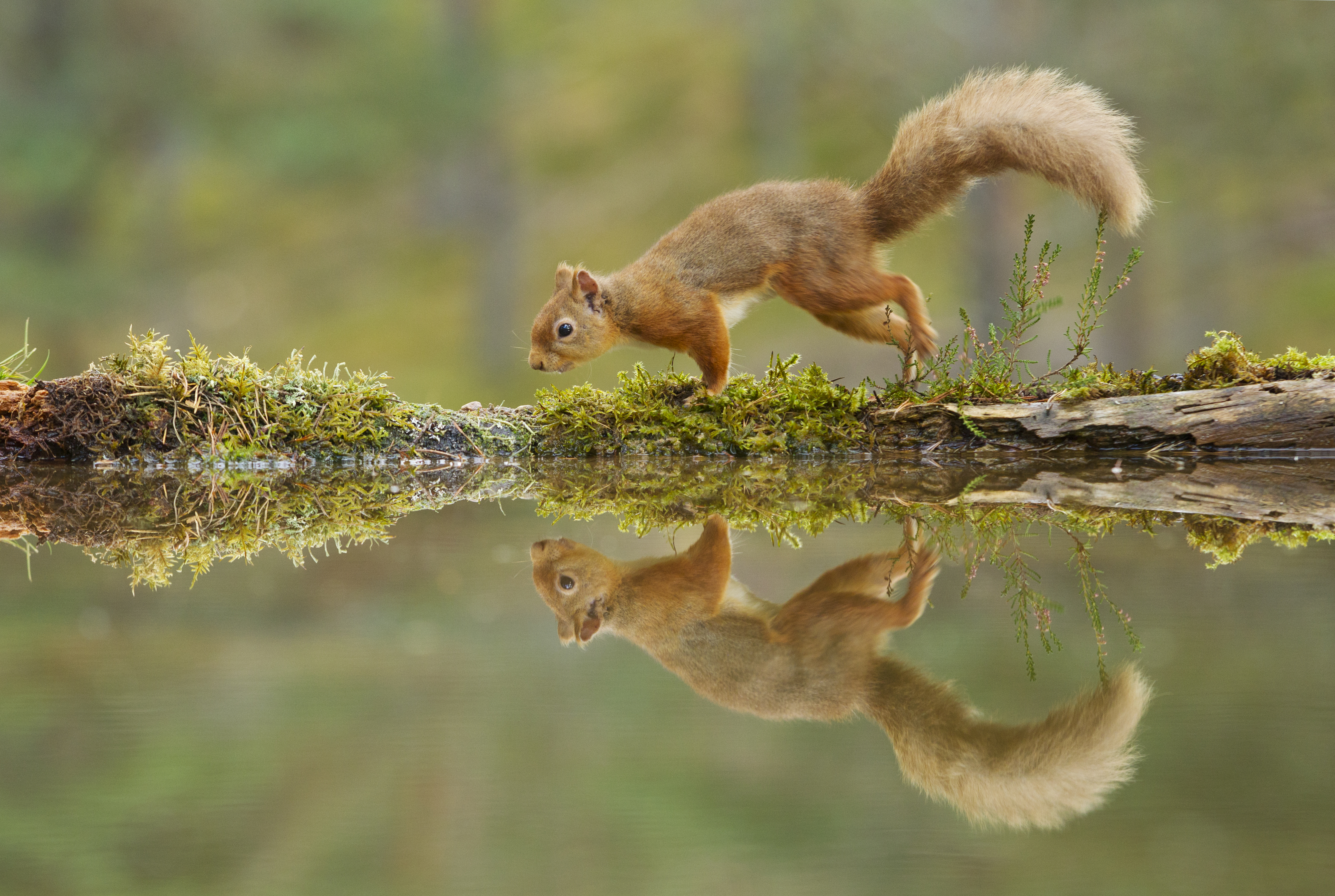 A red squirrel running alongside a pool of water, with its reflection mirrored perfectly in the water