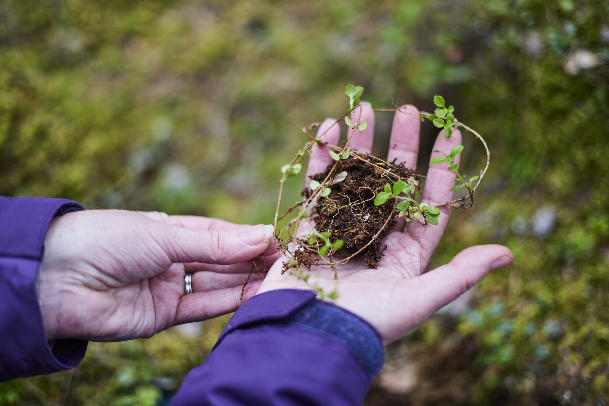 A person holds a small twinflower plant in their hand.