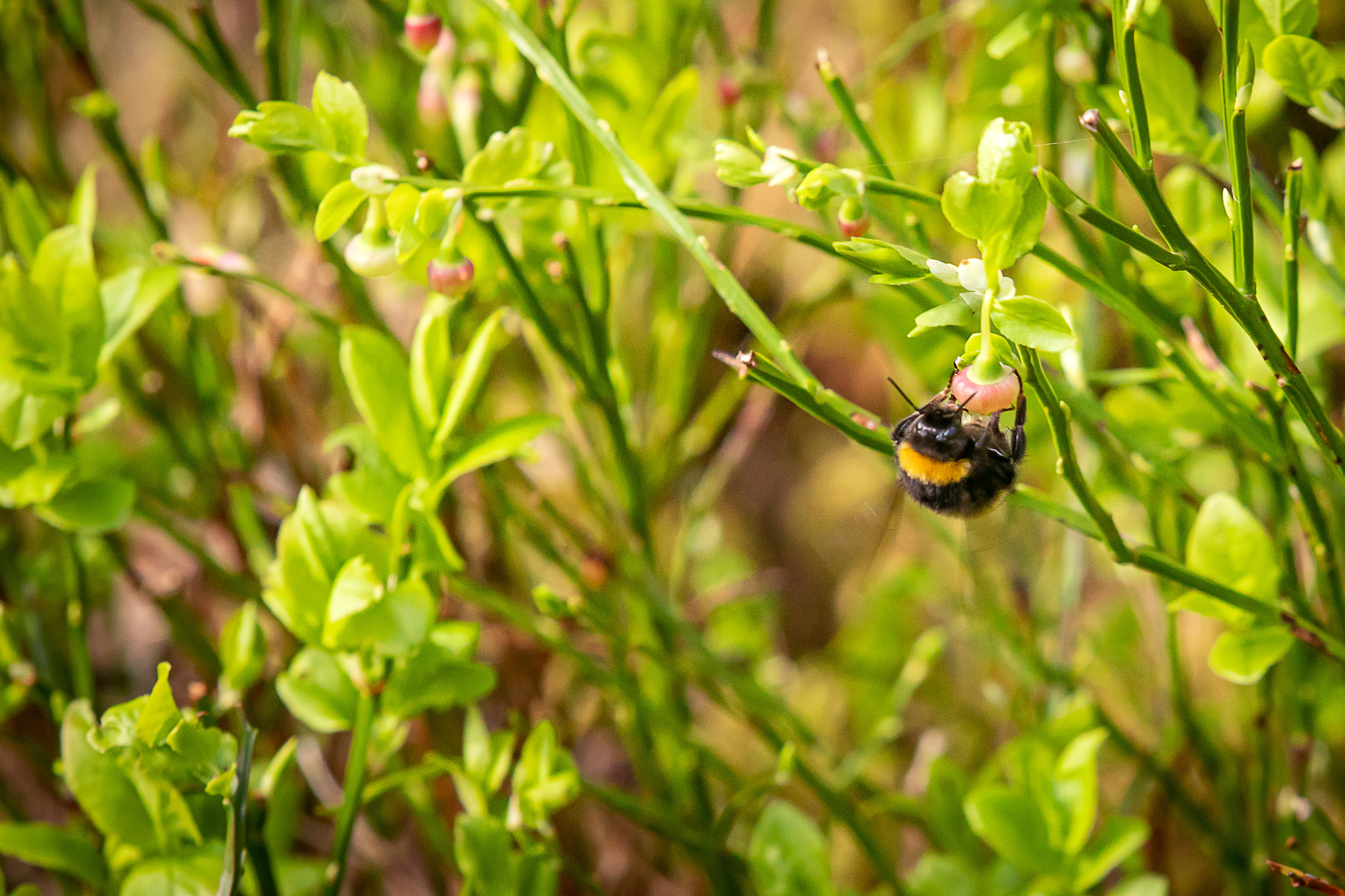 A bumblebee on a flower.