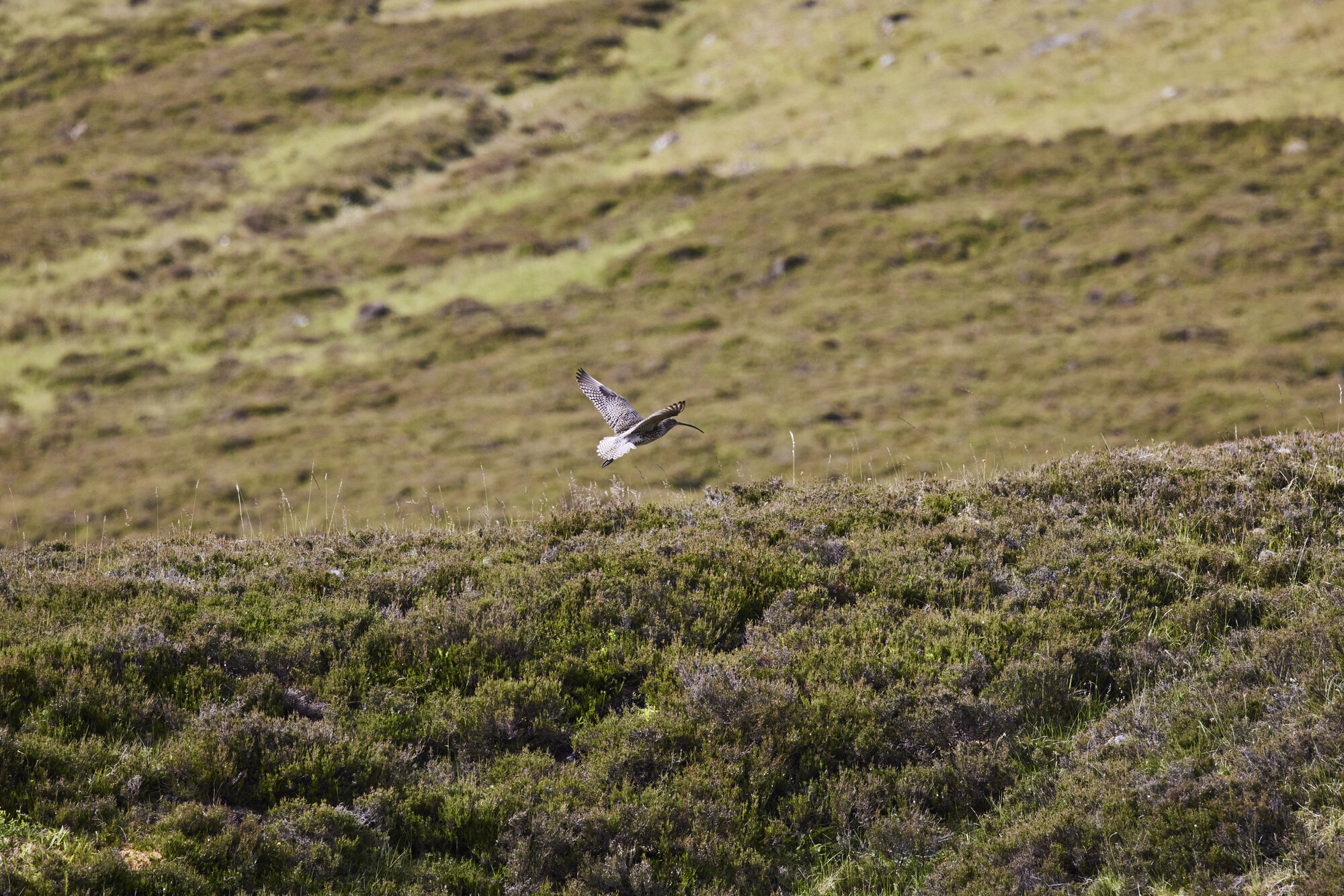 A curlew flying over heather moorland at Mar estate.