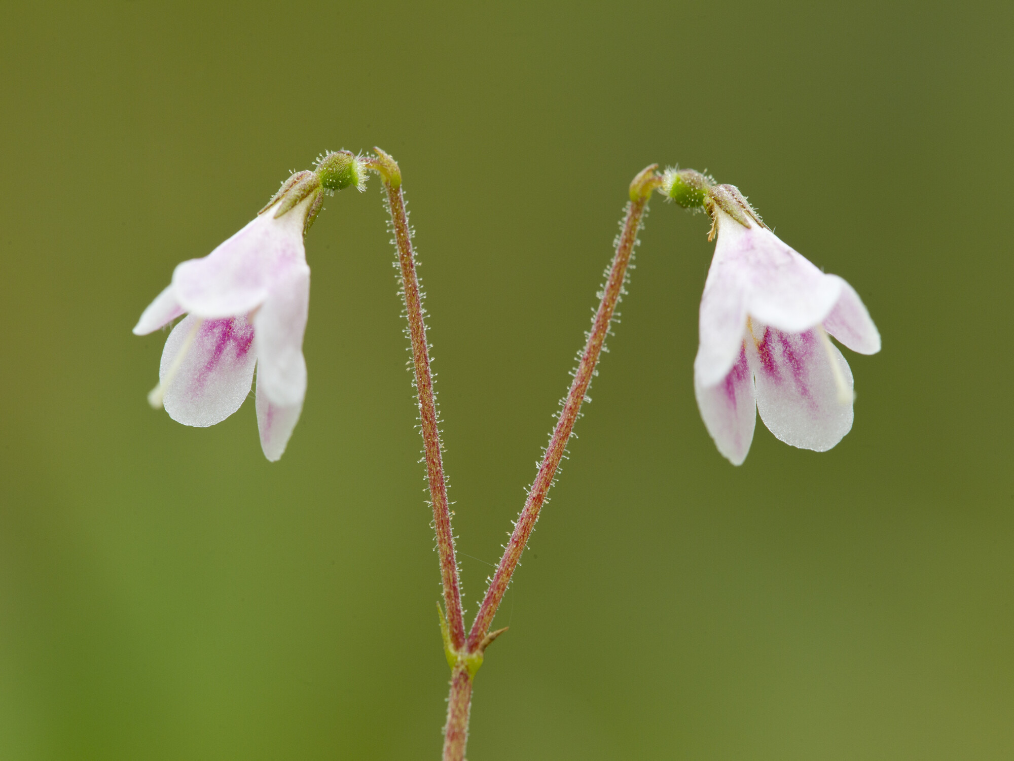 Twinflower (Linnaea borealis) in flower in pine woodland
