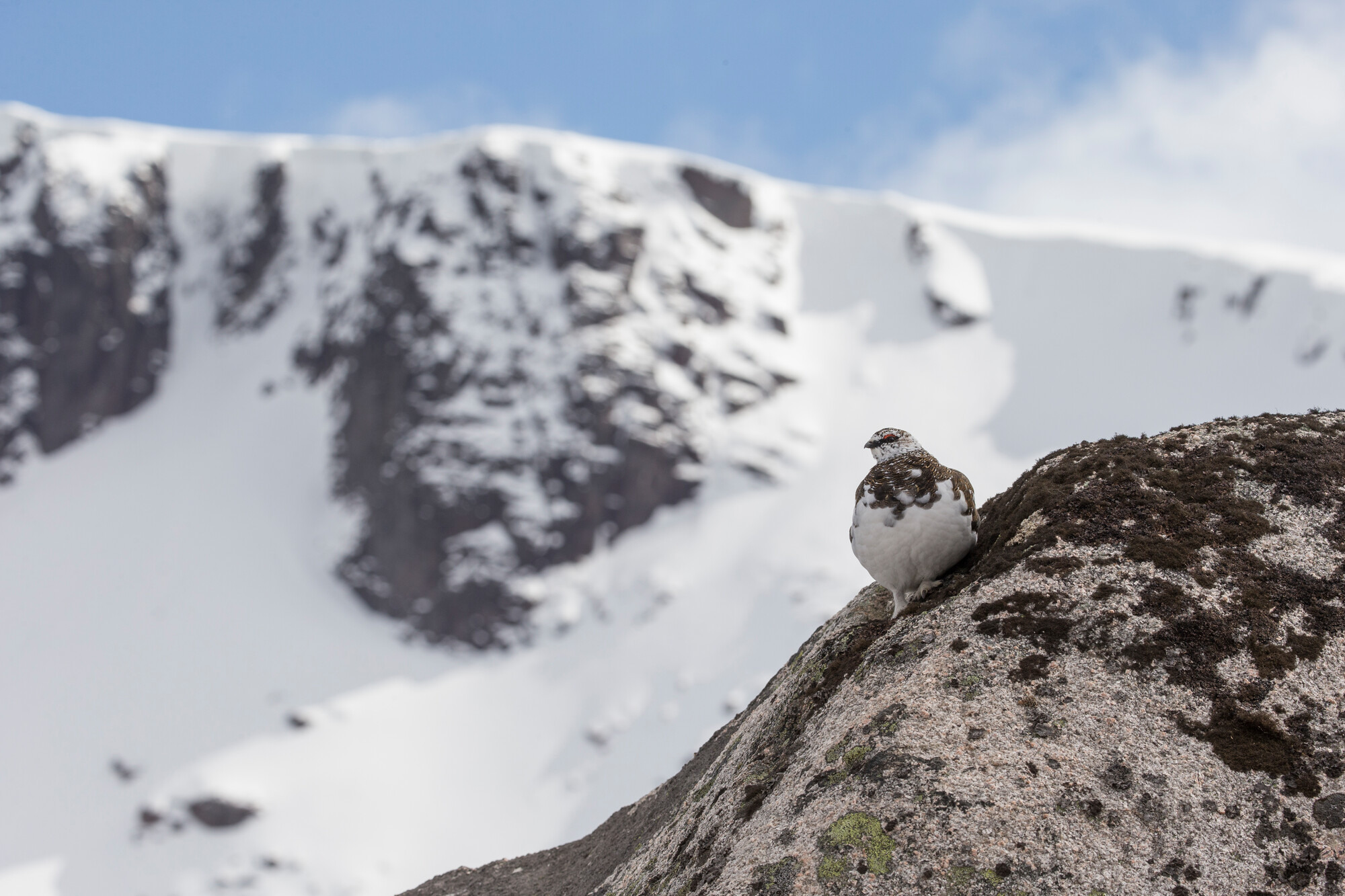 A ptarmigan on a rock with snow covered mountain in background