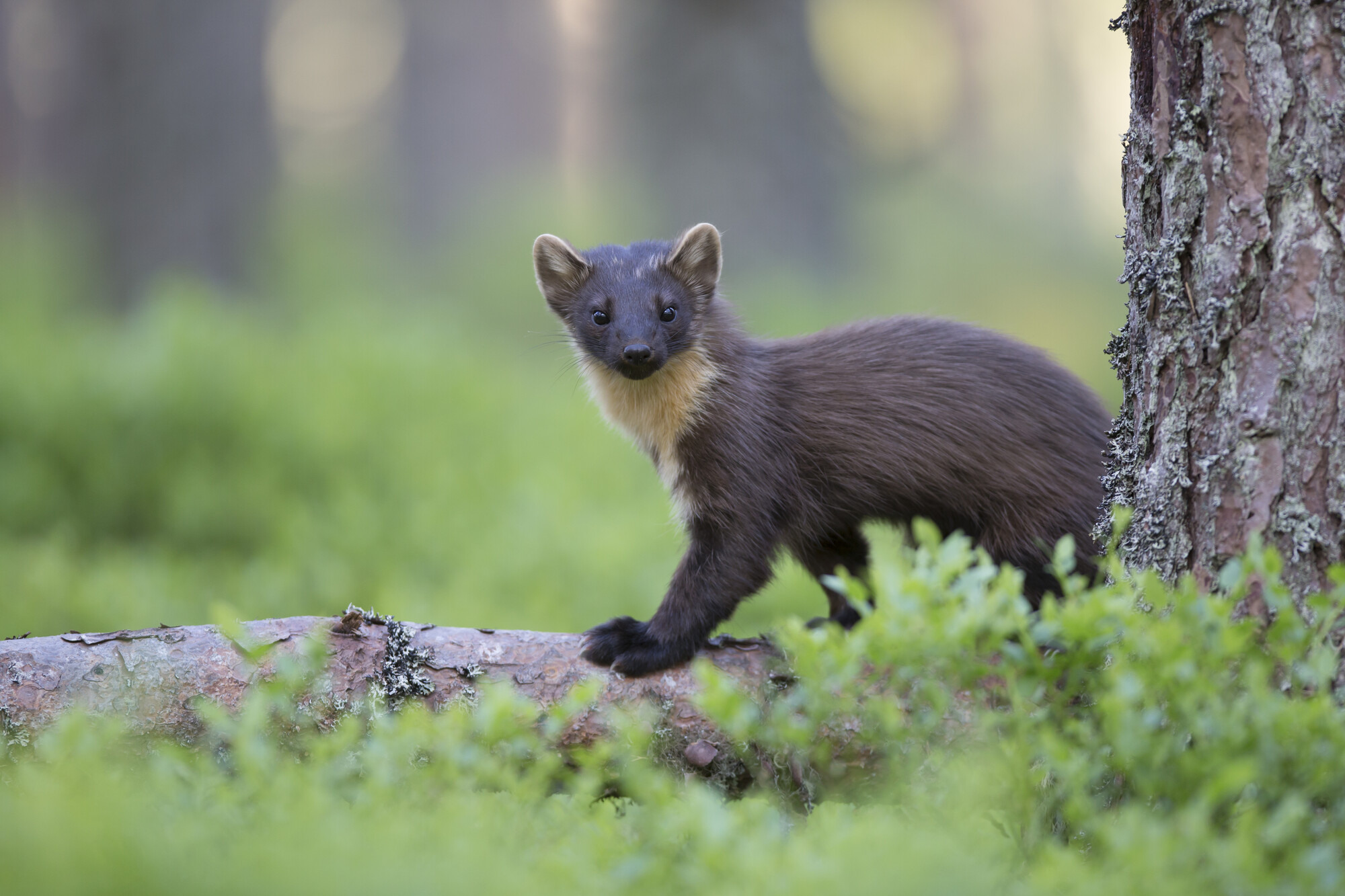 Pine marten (Martes martes) foraging in pine woodland