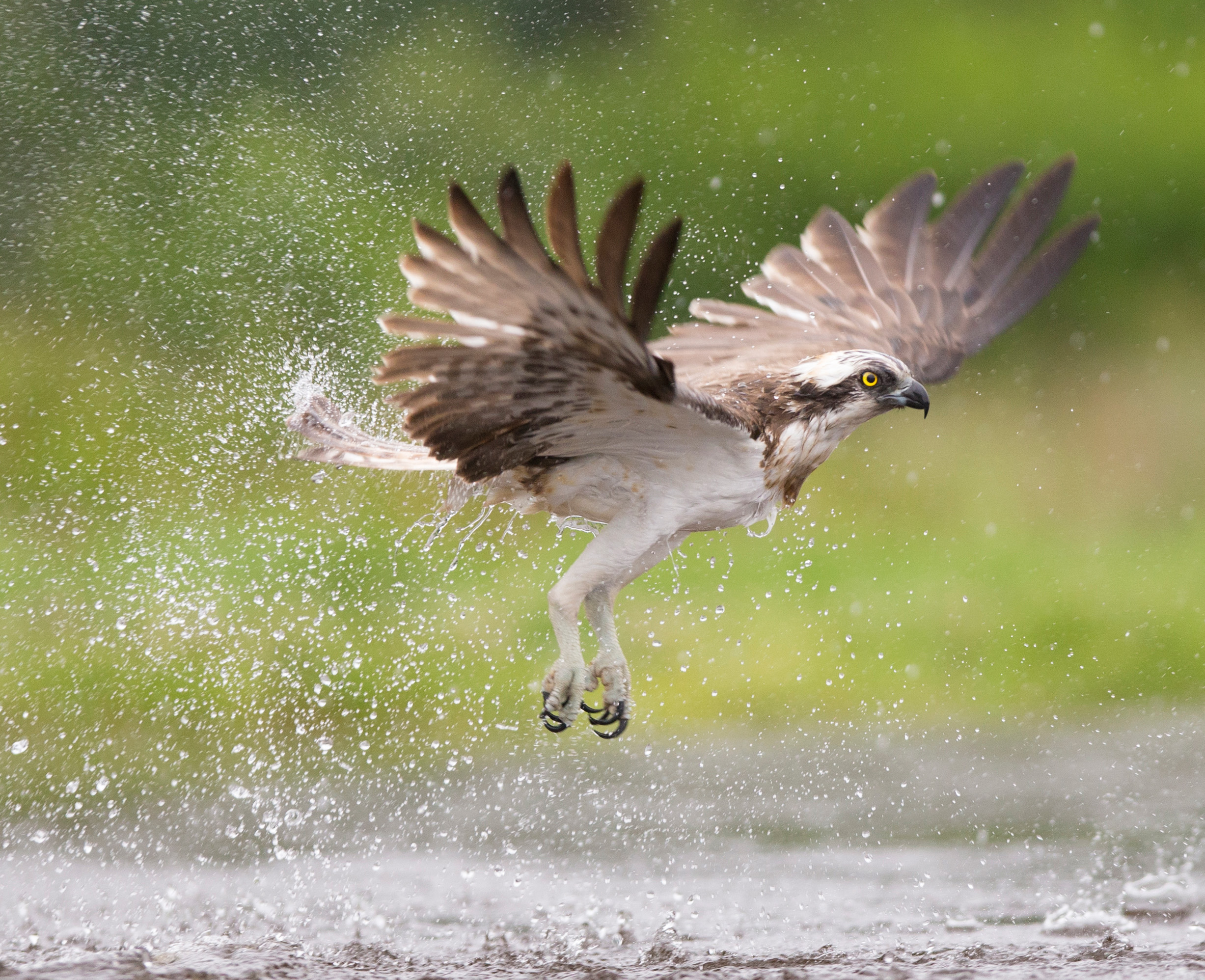 An osprey swoops low on water as it attempts to catch its prey, sending water droplets flying through the air
