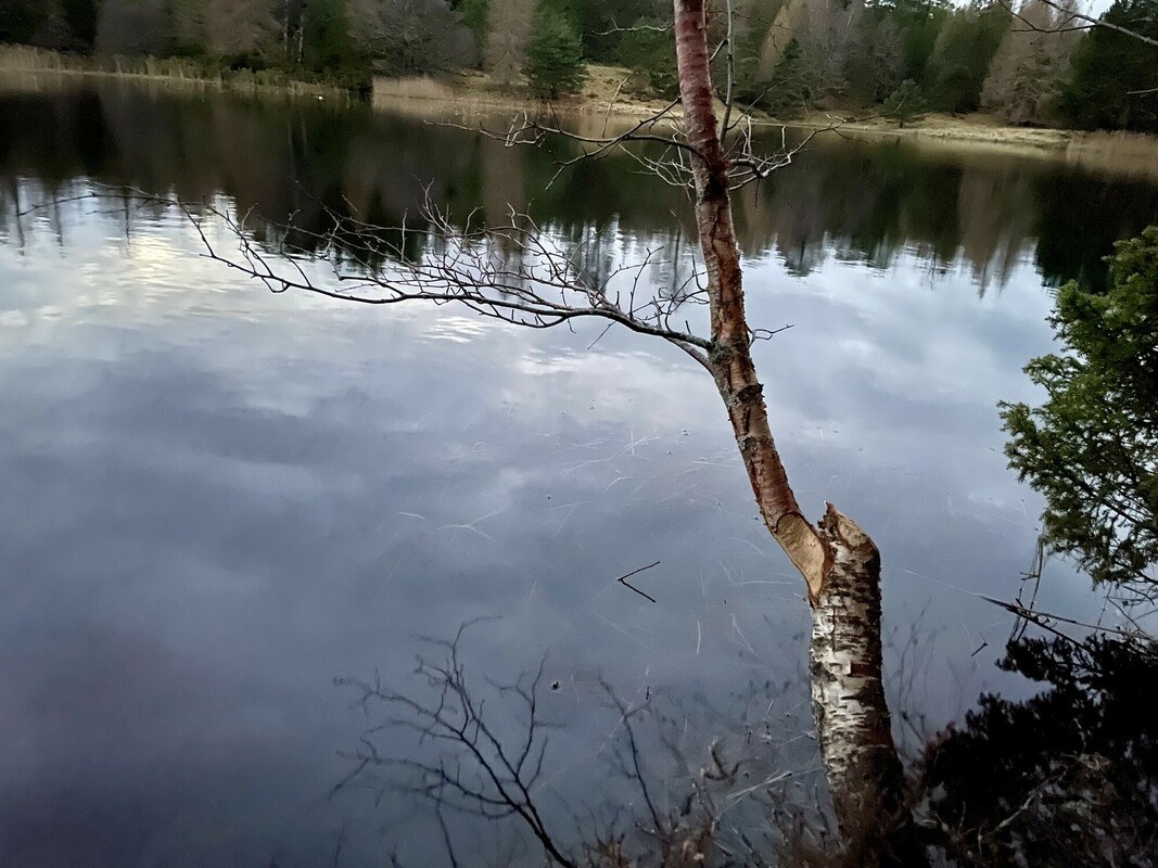 Image of beaver gnawed tree over frozen loch