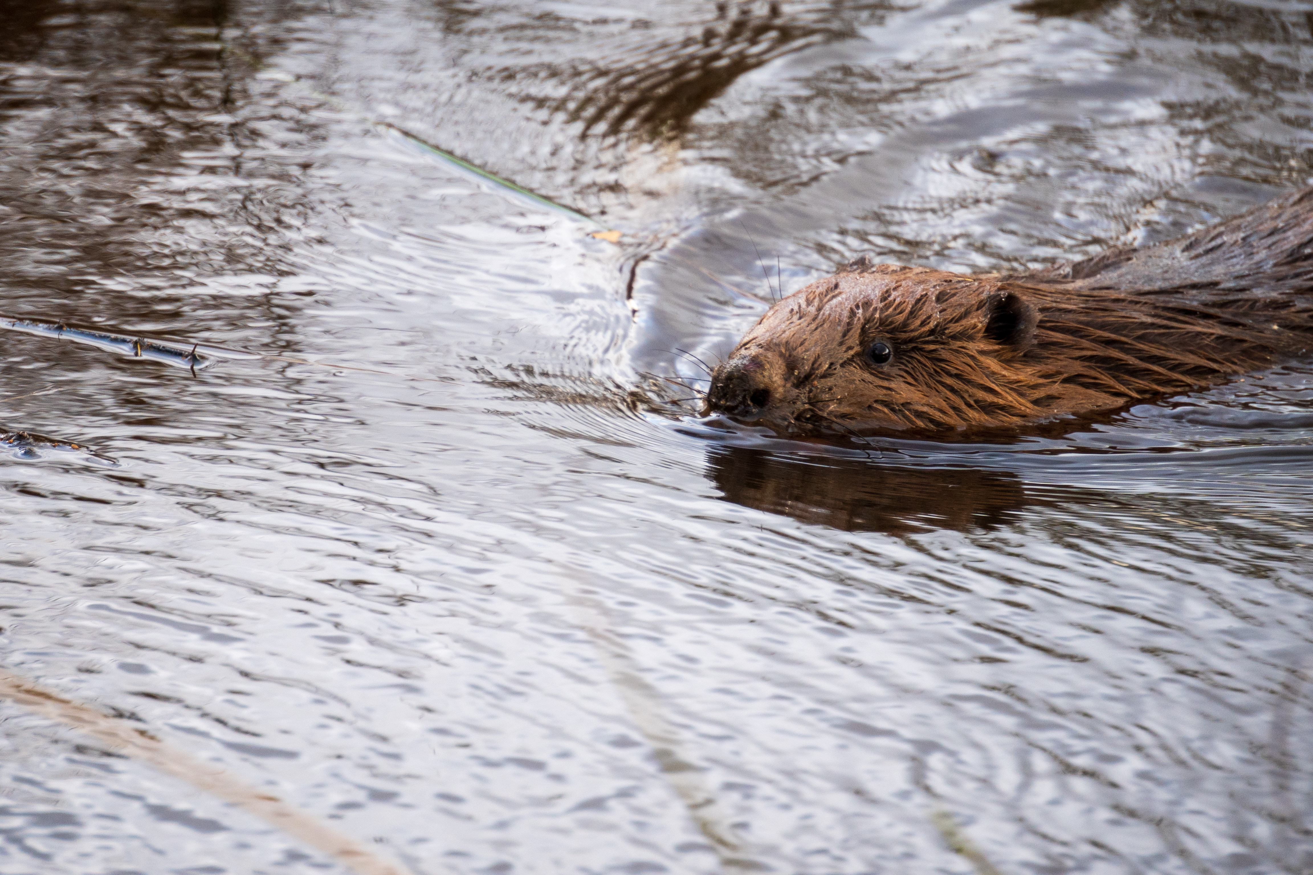 A beaver swimming through water.