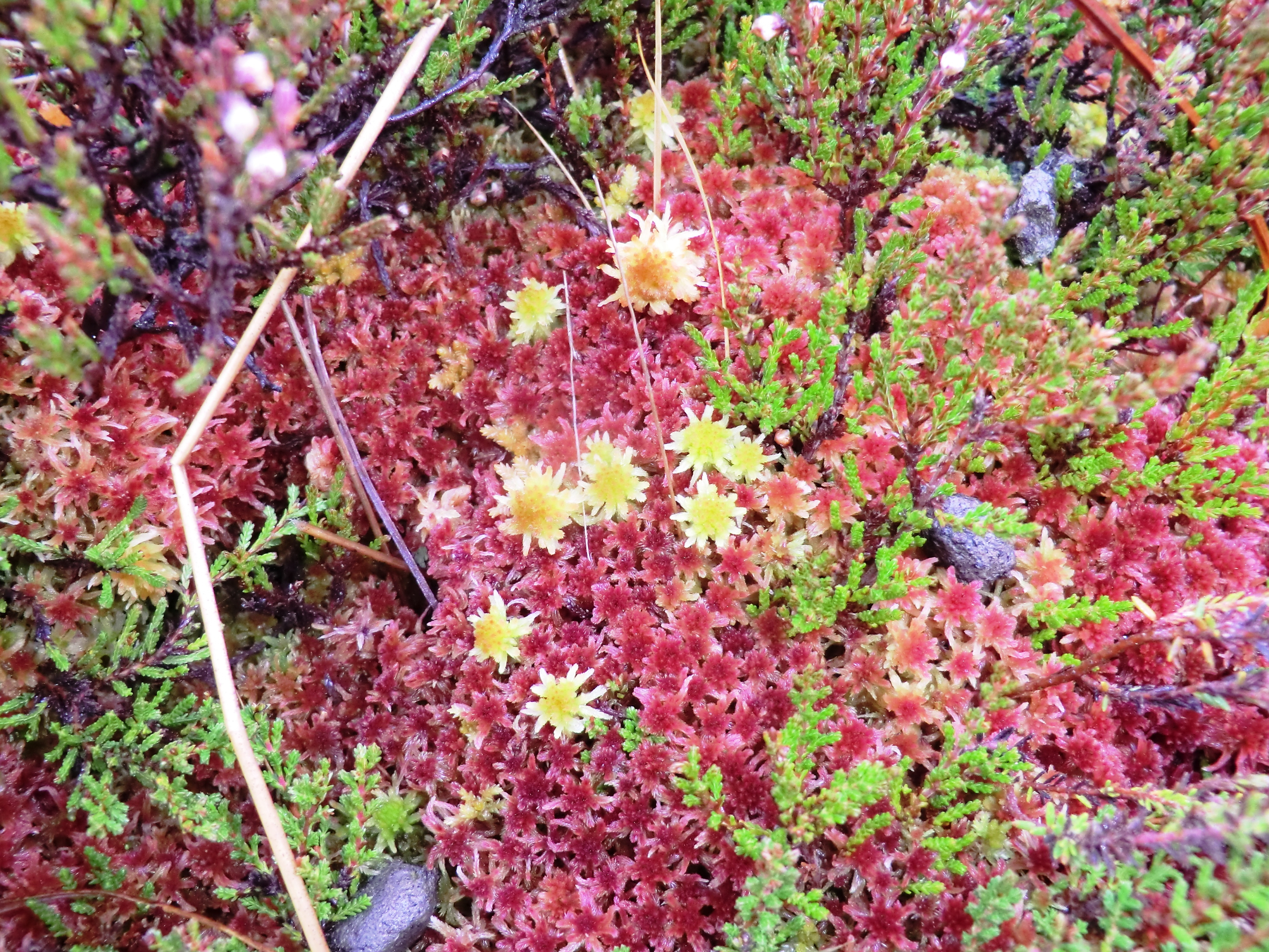 Colourful sphagnum moss of pink, green and yellow.