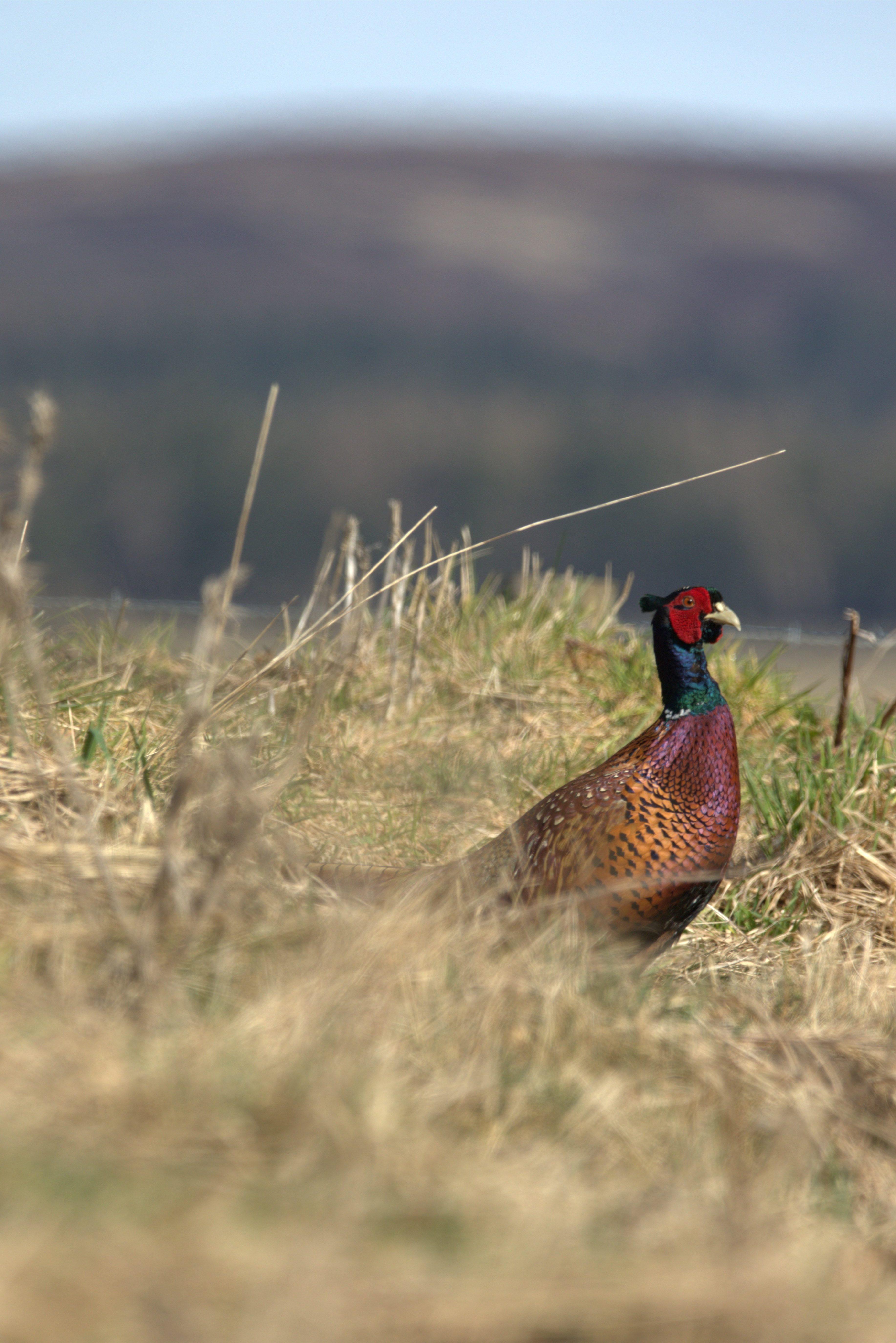 A male pheasant in a field