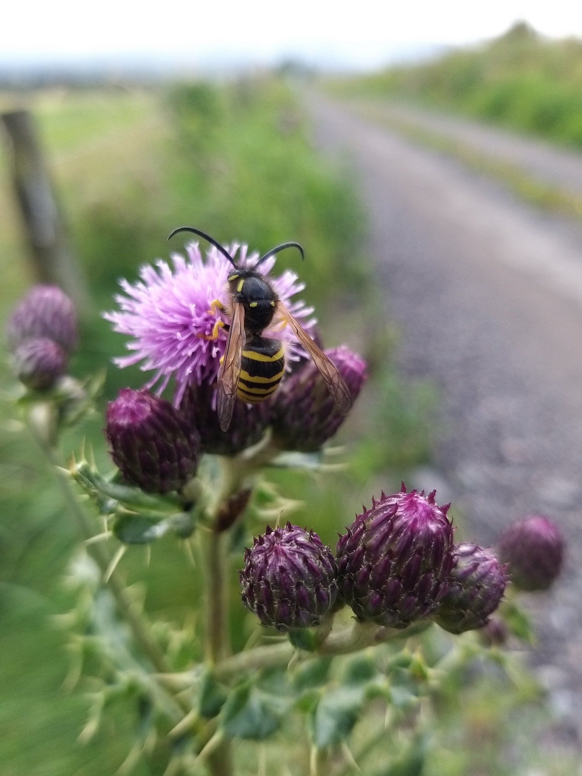 Wasp perched on a purple flower