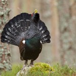 Adult male capercaillie displaying in Caledonian pine forest in the Cairngorms National Park