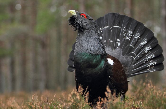 Close up of a male capercaillie displaying in the woodland in the Cairngorms National Park