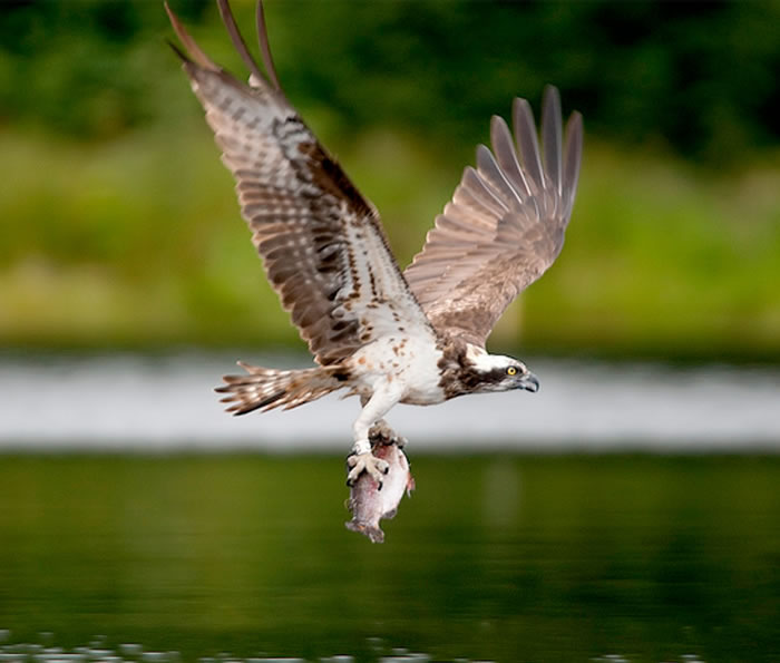 Close up of an Osprey fishing in the Cairngorms National Park