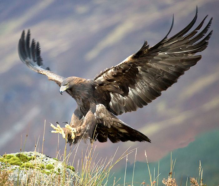 CNPA welcomes grouse moor management review - Cairngorms National Park ...