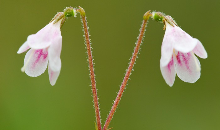 Ekstraordinær Temerity Reporter Estates in the National Park providing a boost for twinflower conservation  - Cairngorms National Park Authority