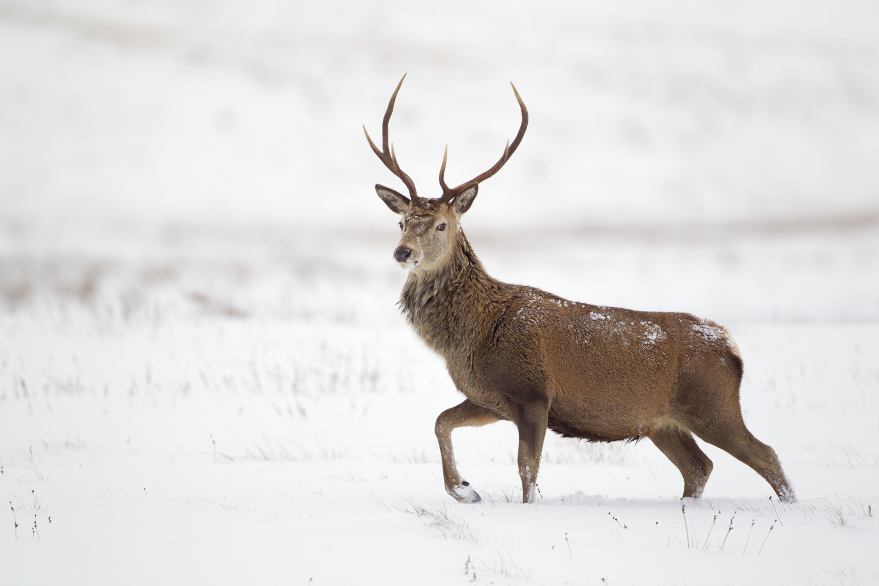 Red deer stag (Cervus elaphus) on open moorland in snow, Cairngorms Nationa...