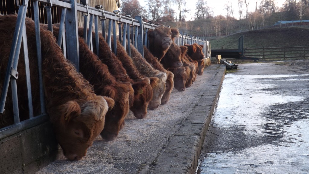 cowsfeedingtrough