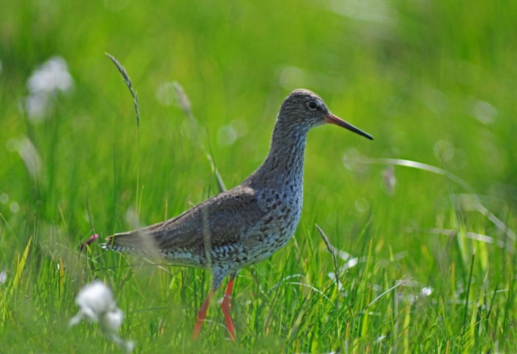 Redshank