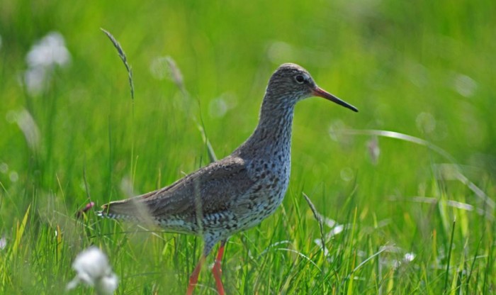 Bird Hide