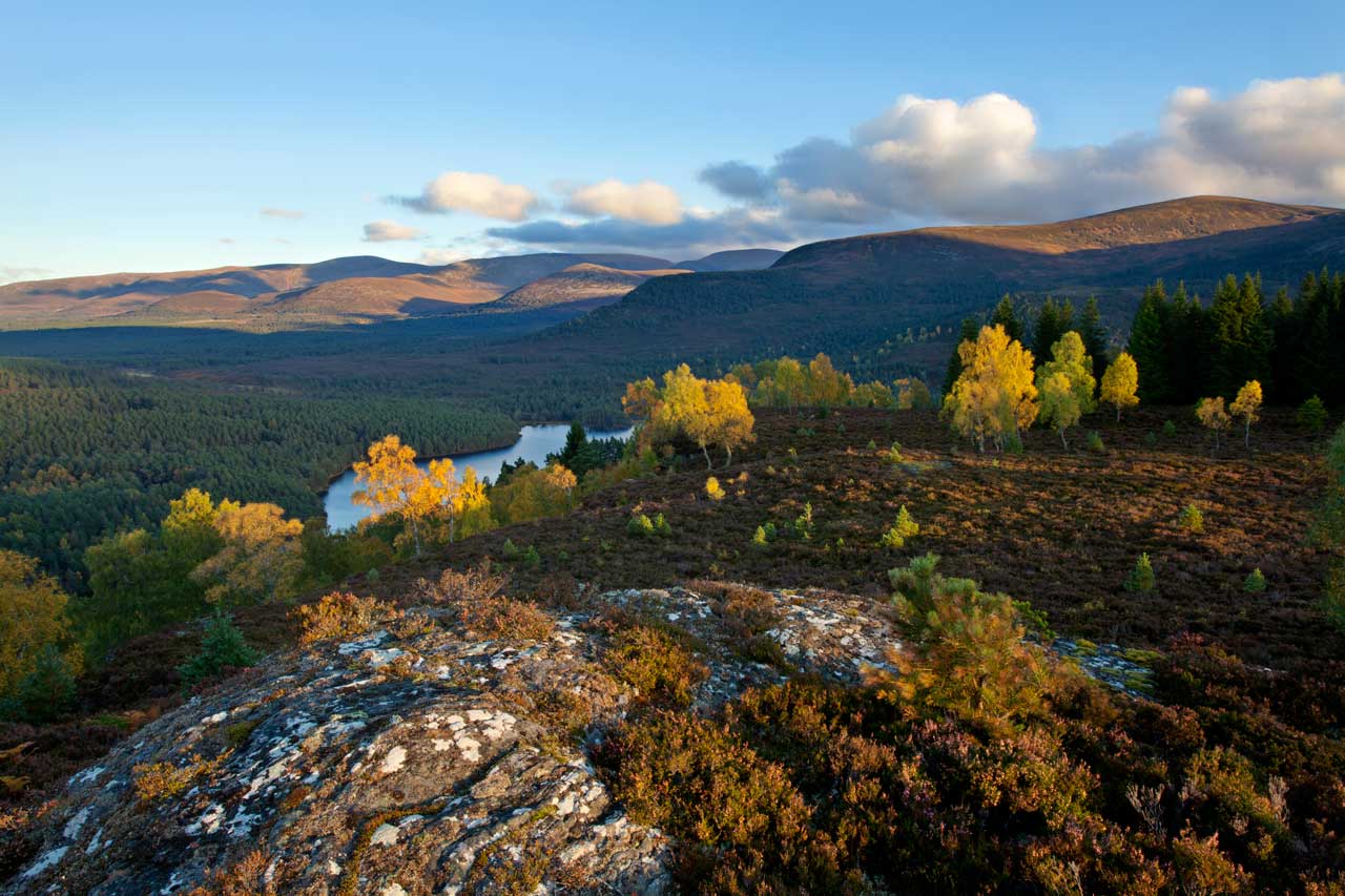 Forest & Woodland - Cairngorms National Park Authority
