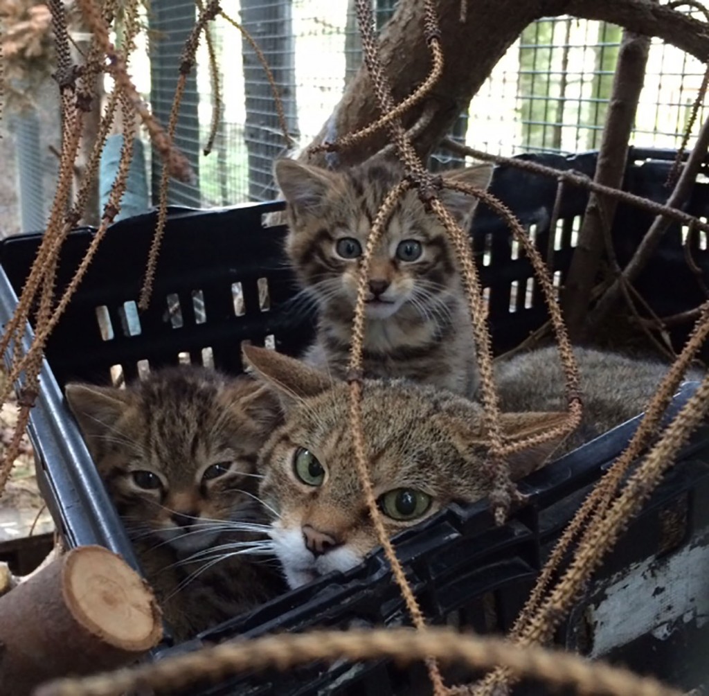 wildcat and kittens