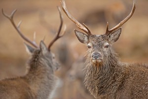 Red Deer Stag