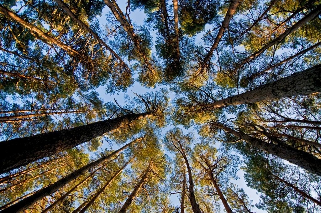 Looking up through trees at blue sky