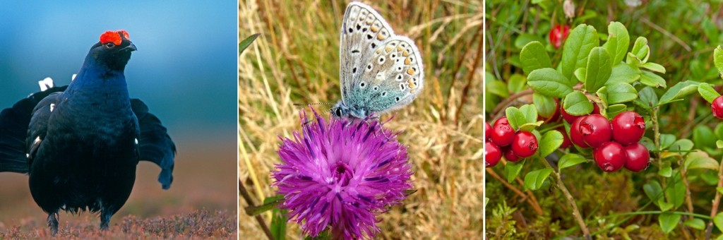 Wildlife on the Moorlands