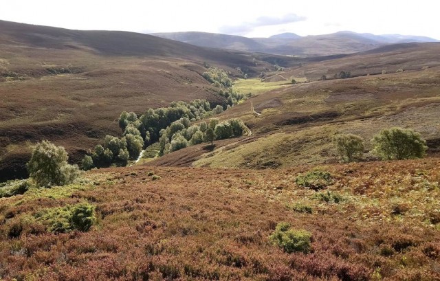 A glen filled with green trees with hills in the background