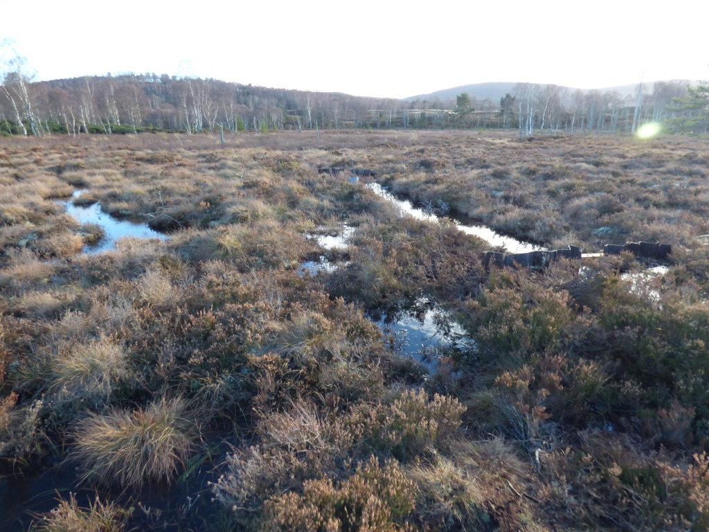 Peatland