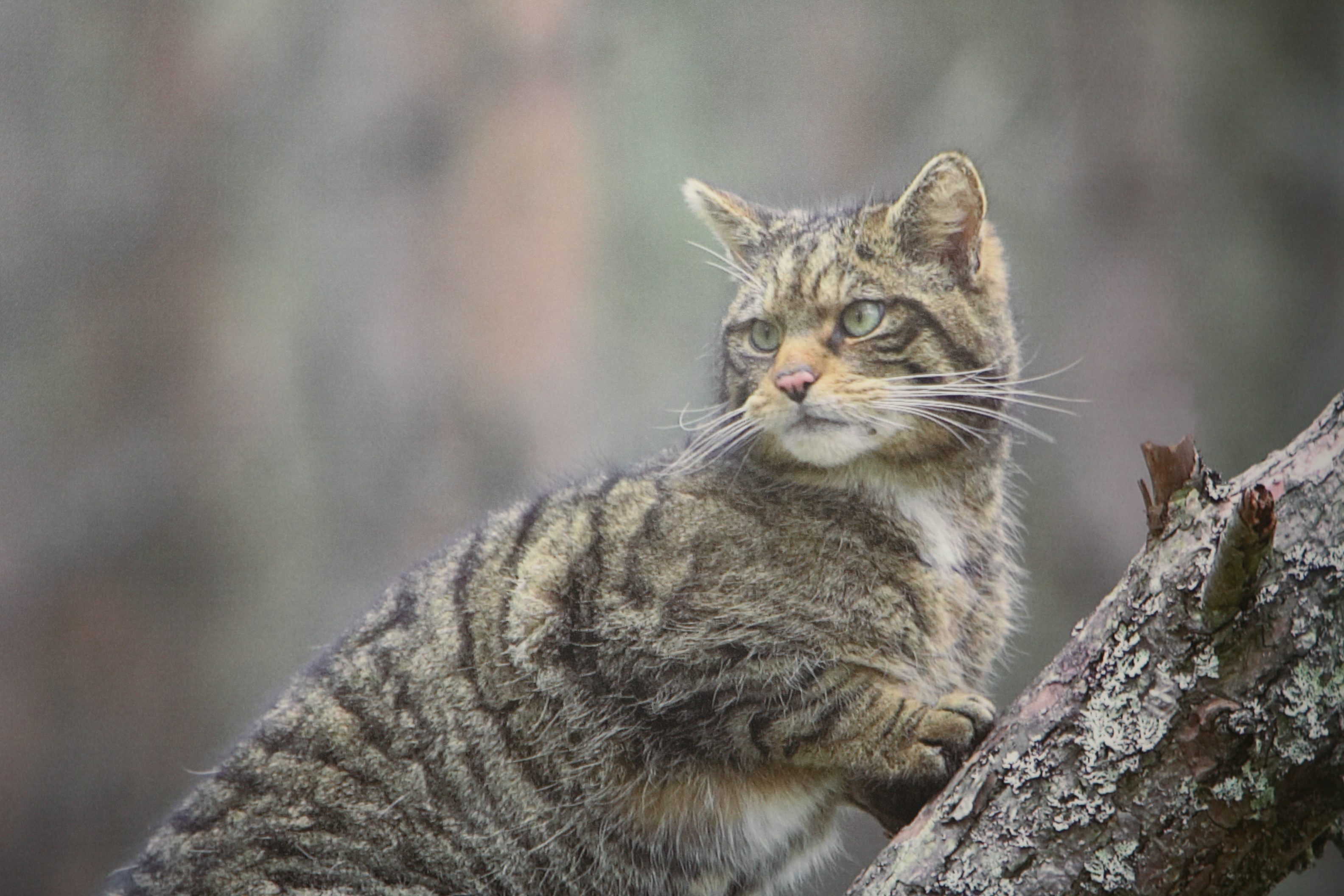 Return Of England S Wildcats Animals To Be Reintroduced After Being Declared Extinct In 19th Century The Independent The Independent