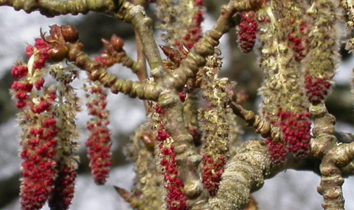 Blooming Bumper Year For Aspen Trees Cairngorms National Park Authority