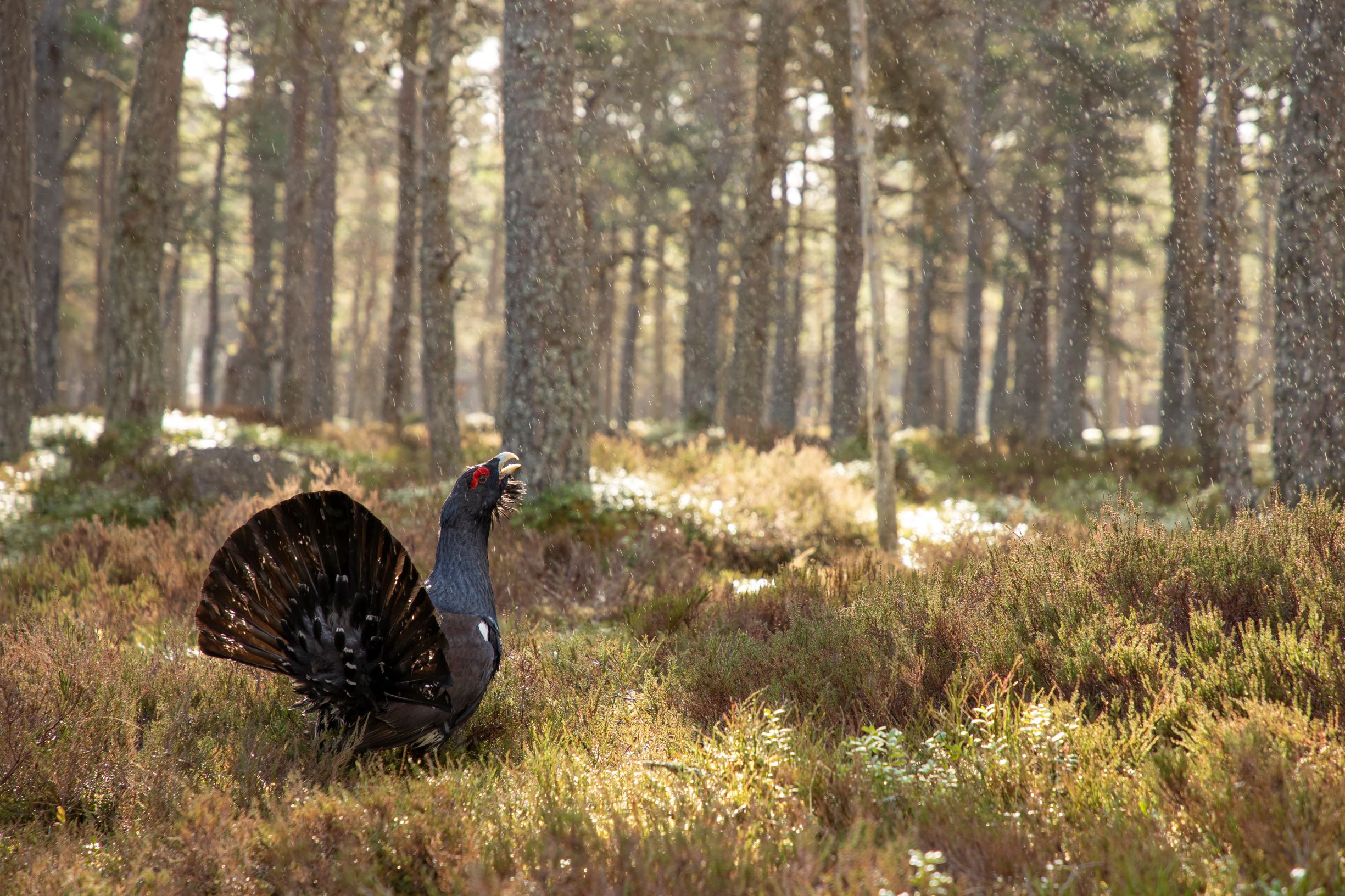 Capercaillie Cairngorms National Park Authority,2nd Year Anniversary Gift For Him