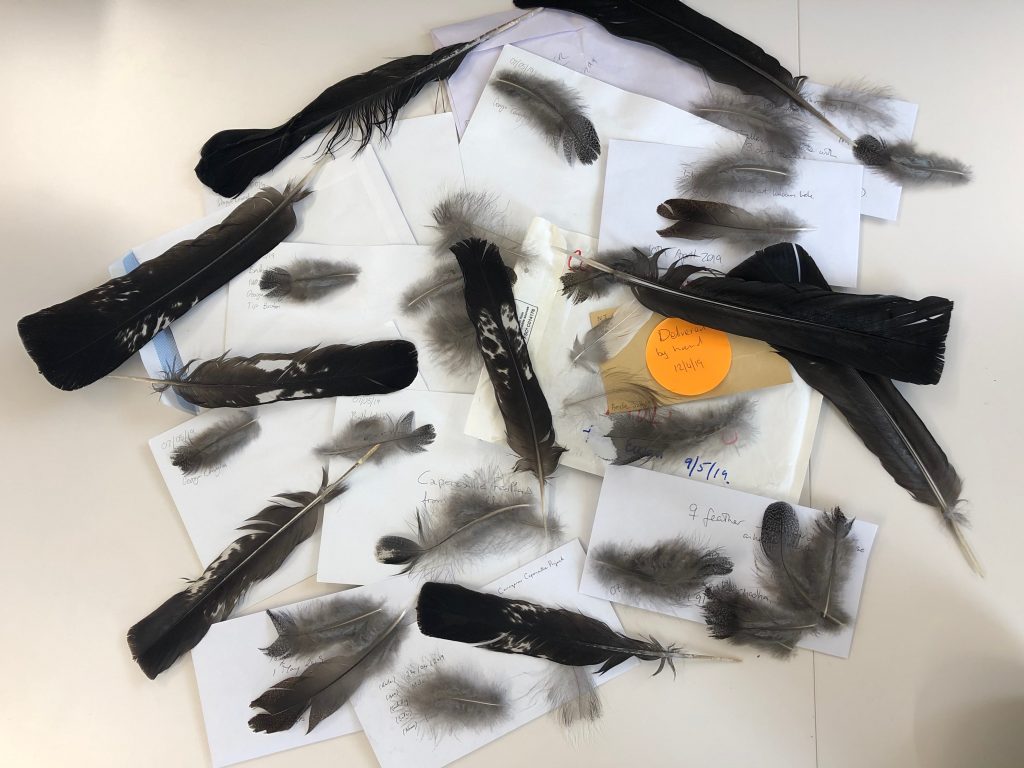 Capercaillie feathers