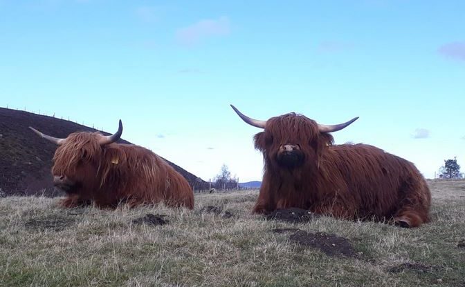 Where to meet a Highland Cow in the Cairngorms - Visit Cairngorms