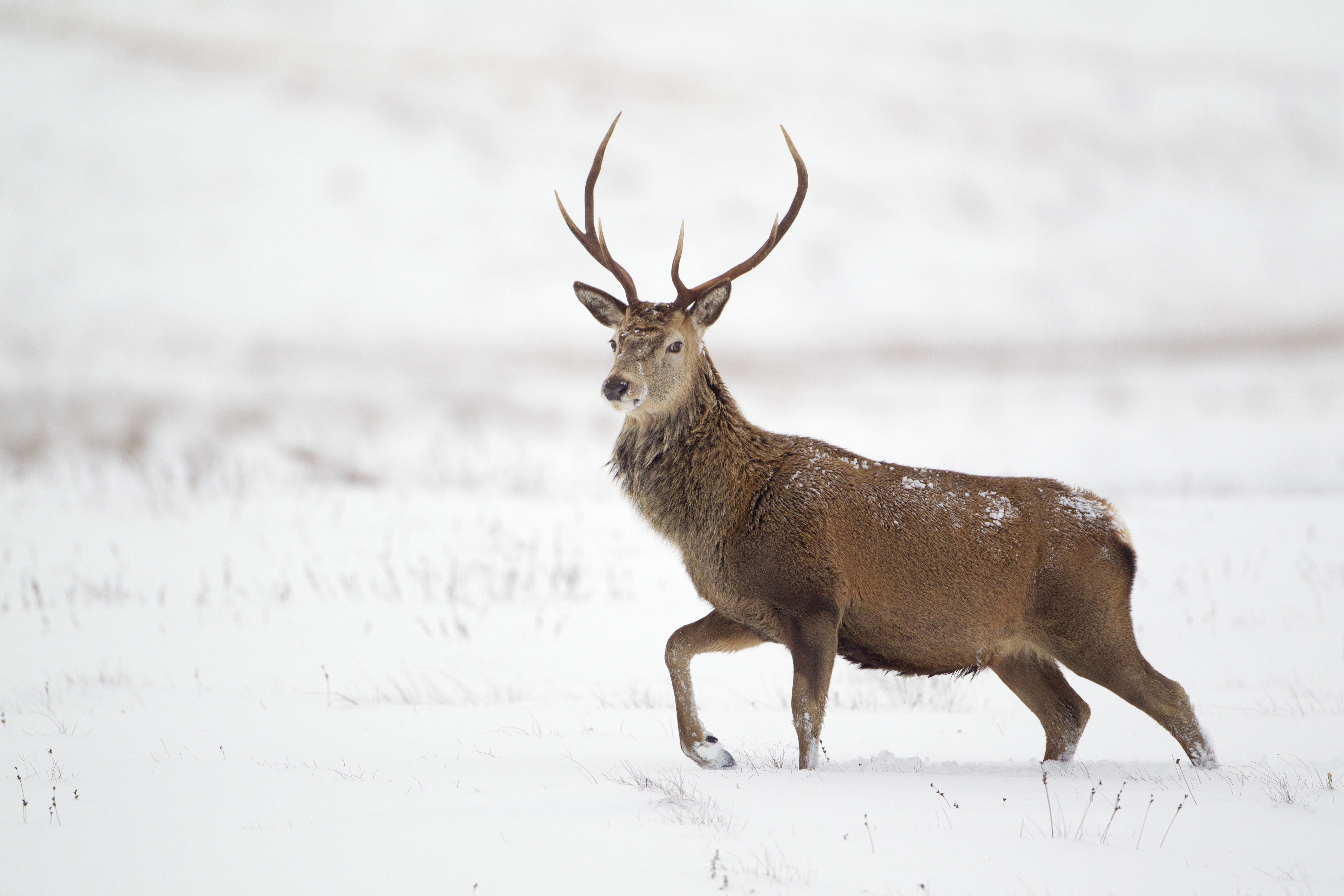 Young deer in winter landscape with falling snow Vector Image