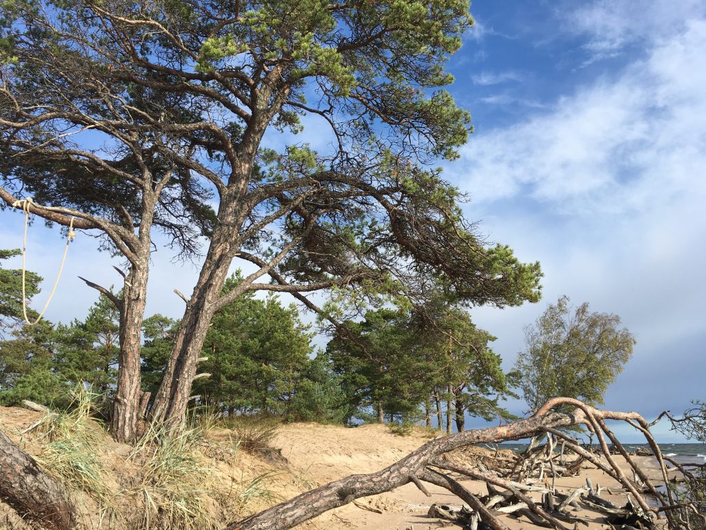 Scots Pine Latvia Heather Palomino