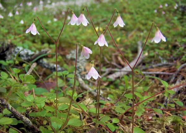 serviet farve cerebrum Twin Flower - Cairngorms National Park Authority