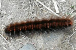 A fast moving Fox Moth caterpillar marching out of hibernation 