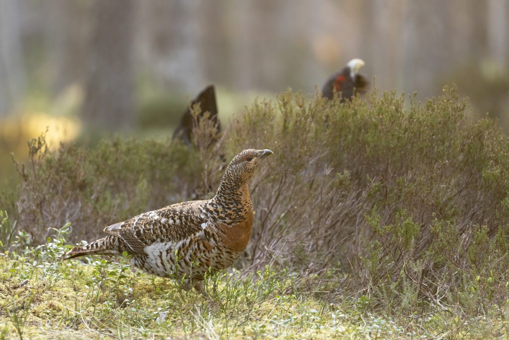 Female Capercaillie