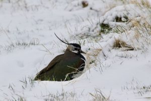 Lapwing in the snow - Desmond Duggan