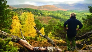 Ranger looking out across woodland at Uath Lochans in the Cairngorms National Park