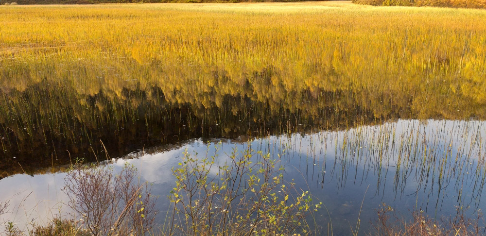Wetland with reeds