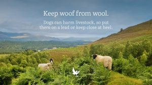 Two sheep in the Cairngorms mountains with text warning about dogs off leads