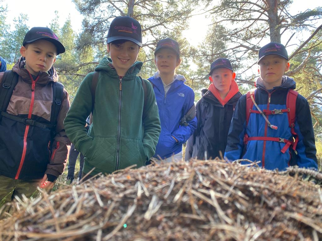 Group of junior rangers standing in front of an ant's nest 